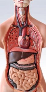 کاهش التهاب بدن در پرهیز چهارسفید